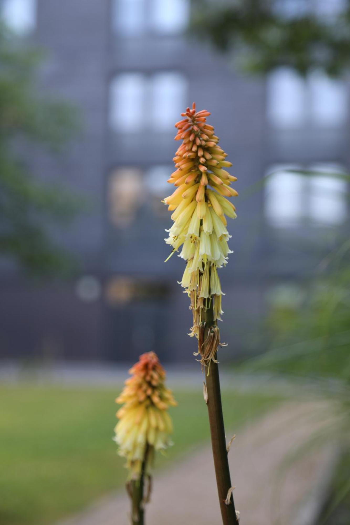 Goldcrest Village Apartments University Of Galway Esterno foto