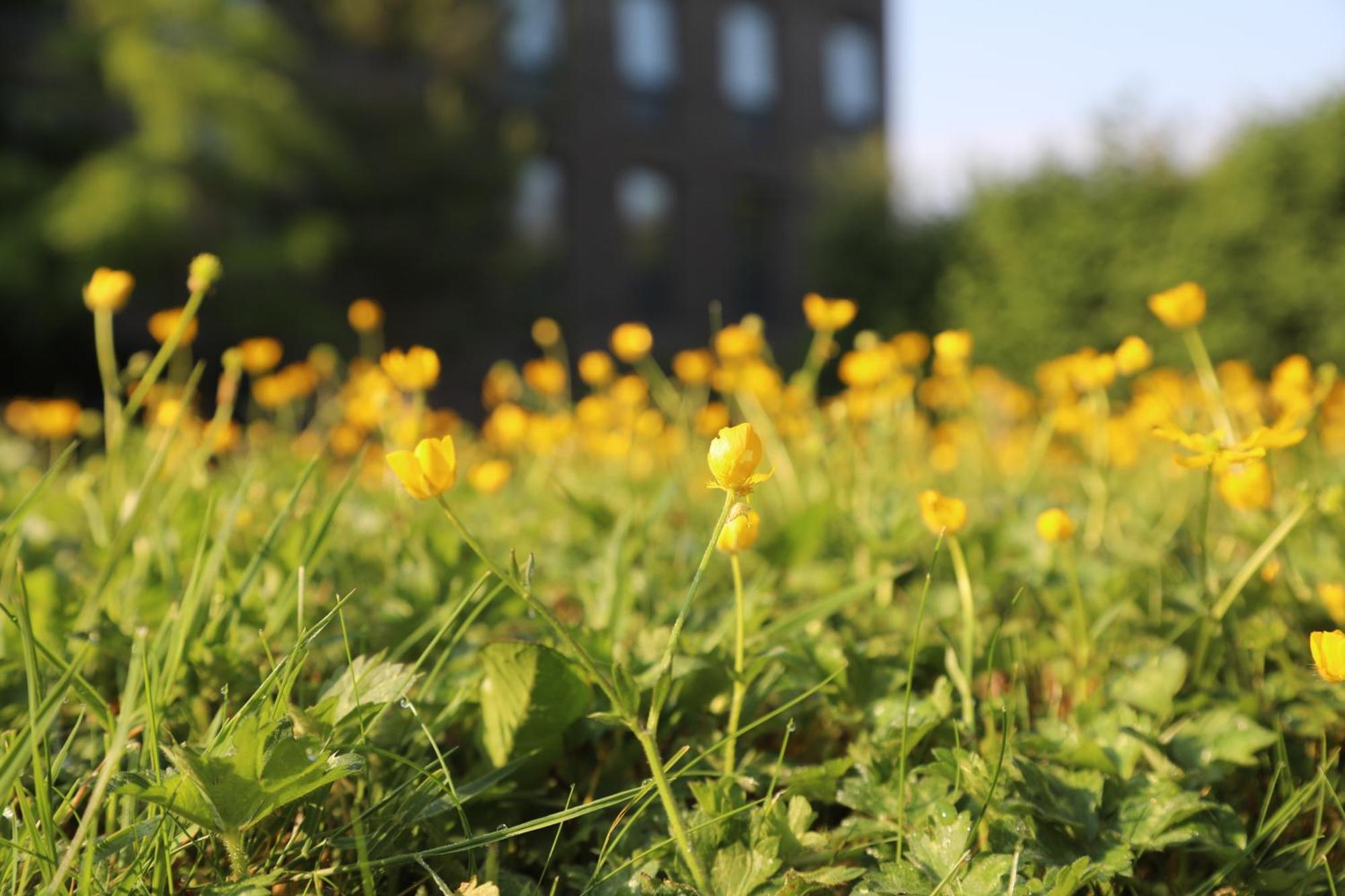 Goldcrest Village Apartments University Of Galway Esterno foto